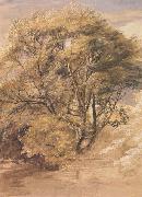 Samuel Palmer The Willow painting